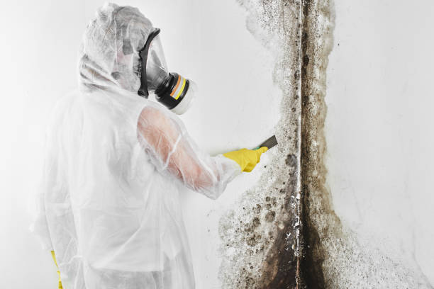 Best Crawl Space Mold Removal  in Irving, TX