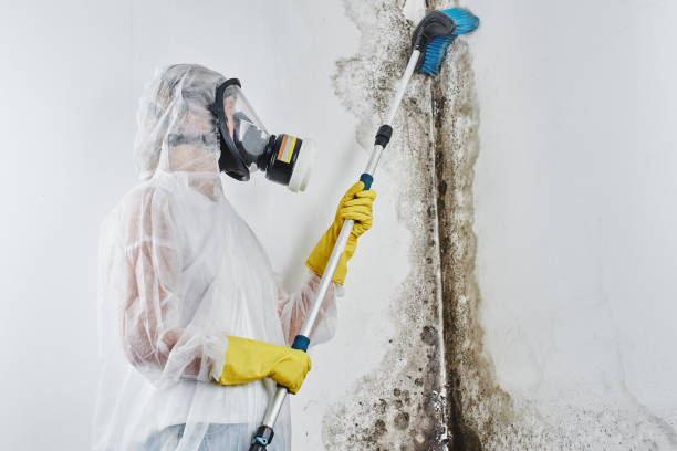 Best Fast Mold Removal  in Irving, TX