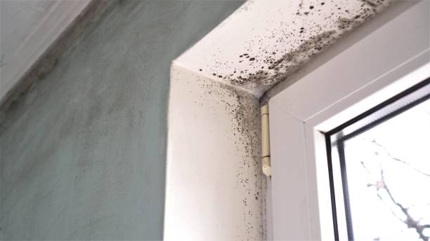  Irving, TX Mold Removal Pros