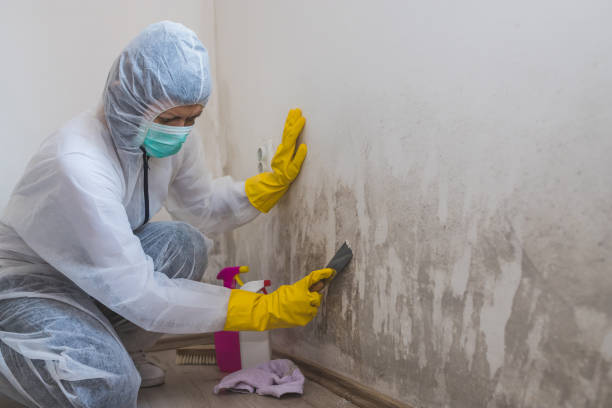 Best Black Mold Removal  in Irving, TX