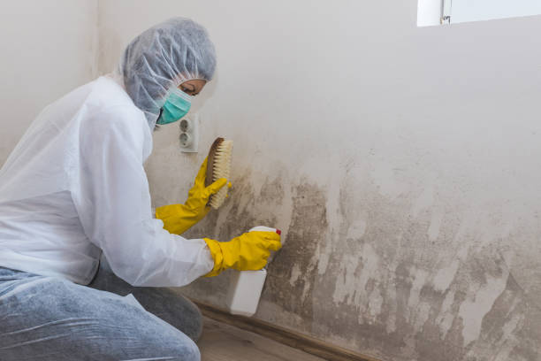 Best Residential Mold Removal  in Irving, TX