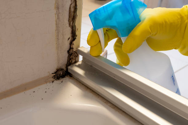 Best Office Mold Removal Services  in Irving, TX