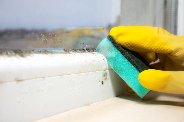 Best Mold Damage Repair  in Irving, TX