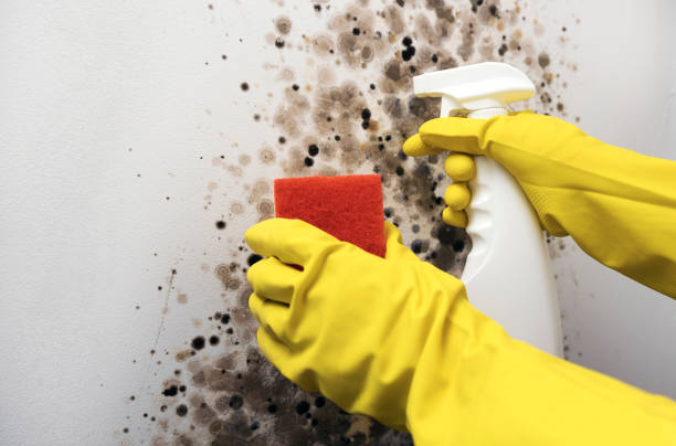 Professional Mold Removal in Irving, TX