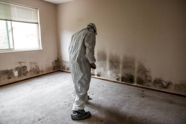 Best Same-Day Mold Removal  in Irving, TX
