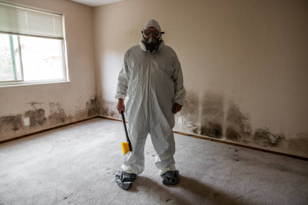 Best Affordable Mold Removal  in Irving, TX