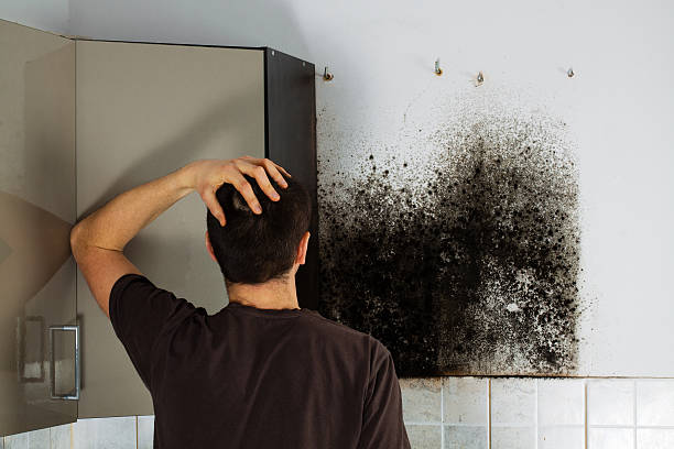 Best Best Mold Removal Companies  in Irving, TX