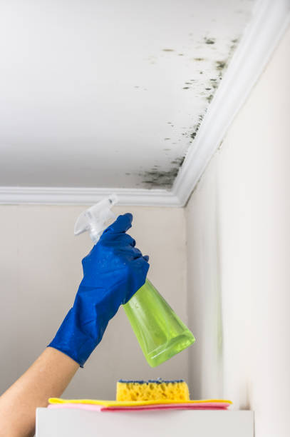 Best Certified Mold Removal  in Irving, TX