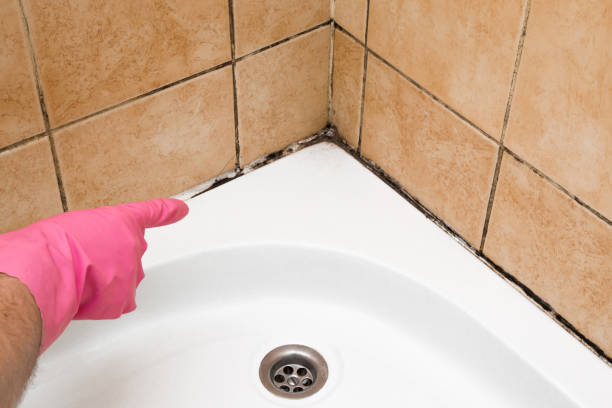 Office Mold Removal Services in Irving, TX